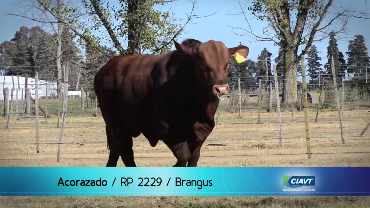 ACORAZADO - Brangus Colorado - CIAVT