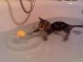 Cat takes a bath
