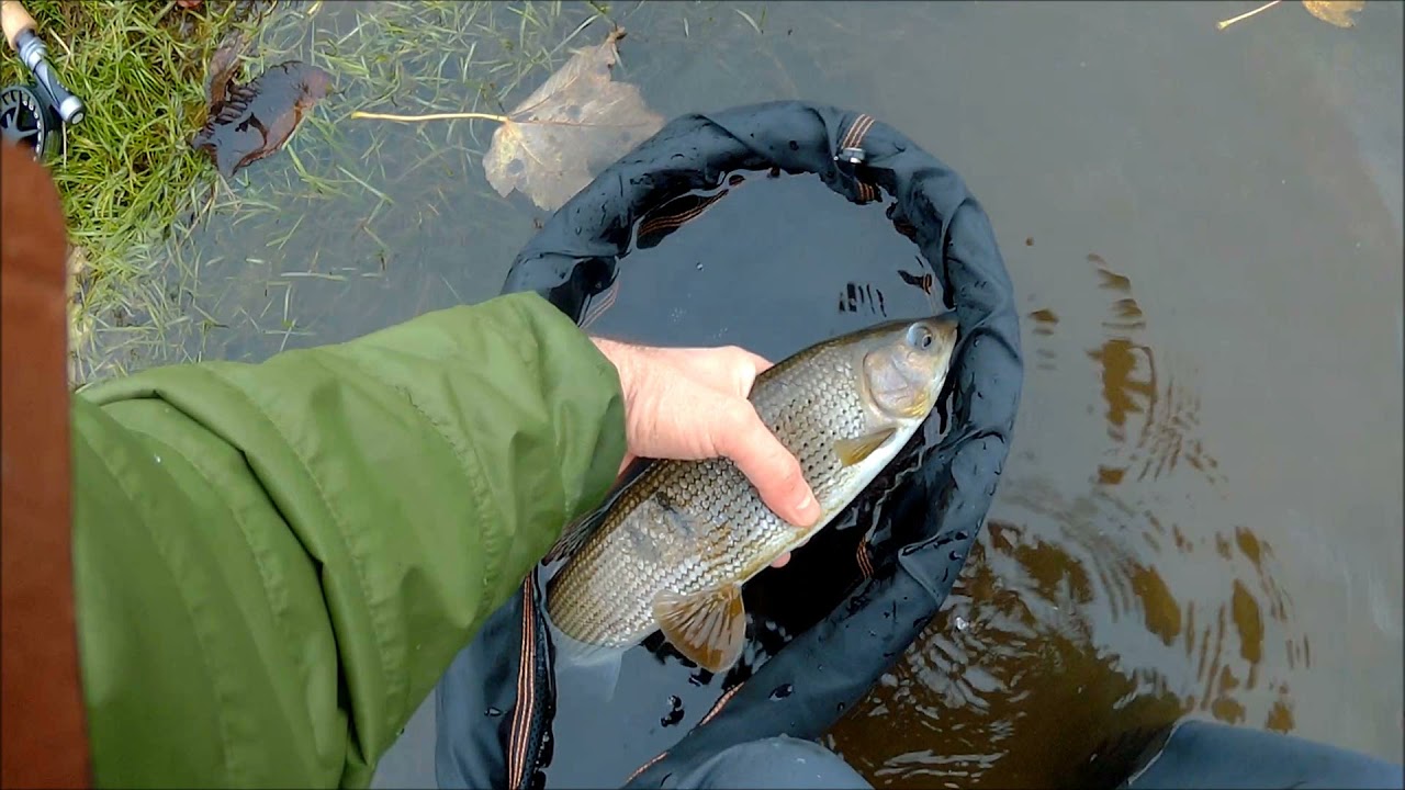 Skipton Grayling