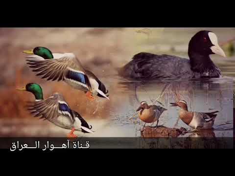 صوت دجاج الماء للصيد مدبلج بشير الساعدي