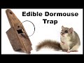 Edible Door Mouse Trap Destroyed By Mouse  - Mystery Solved = Dormouse Trap. Mousetrap Monday.