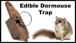 Edible Door Mouse Trap Destroyed By Mouse  - Mystery Solved = Dormouse Trap. Mousetrap Monday.