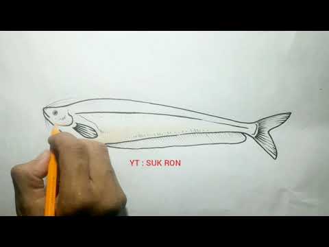 Cara Menggambar Ikan