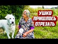 Без ЧП не обошлось | Оренбургская обл, Бугурусланский р/н д.Алга