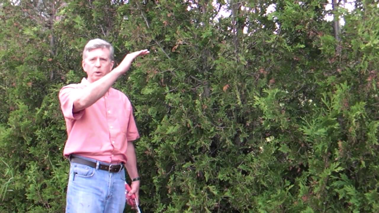 How To Prune a Hedge - YouTube