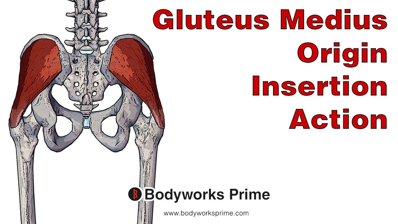 Glutes Diagram Gluteus Medius Origin Insertion Innervation Function