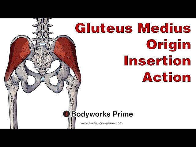 Gluteus Medius Muscle Anatomy - Bodyworks Prime