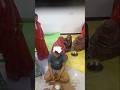 Haldi bala din #funny #haldiceremony #masti #shortvideo