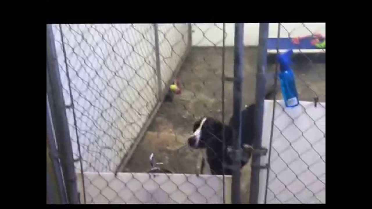 Vlog 1Animal house YouTube