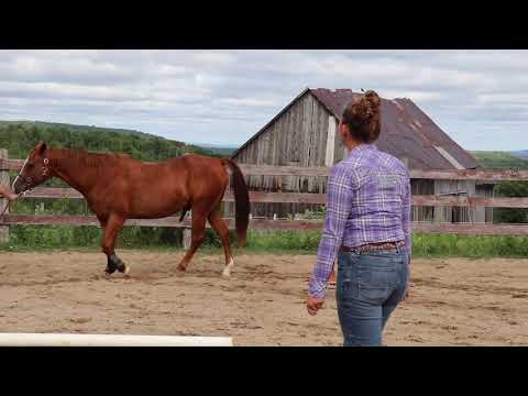 Video: En Unmounted Horsemanship Lesson for Beginners