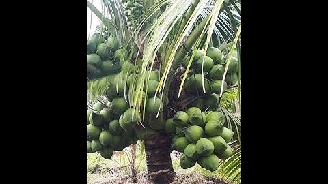 Dừa Giống Xiêm Xanh Lùn ( CHUẨN GIỐNG )