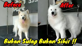 [Samoyed] Cara Saya Memandikan Anjing Samoyed !! Yang Pasti Putih !!