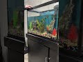 Water change! Take sometime to relax. #popular #viral #viralvideo #explore #foryou #fyp #shorts #👍