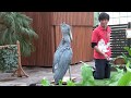 ハシビロコウのふたば、鯉をパックと食べました shoebill