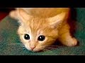 Are orange cats the funniest cats  super funny compilation that will make you die laughing
