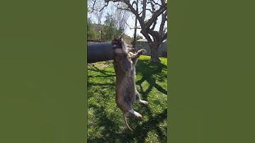 GopherHawk, happy dance.