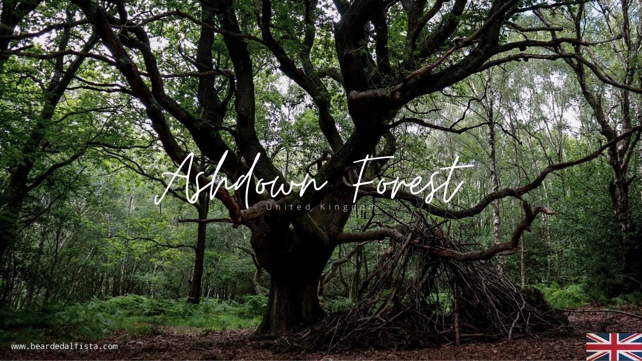 Travel Video: Ashdown Forest