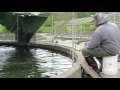 Goldendale rainbow trout fry in Circular Pond # 1