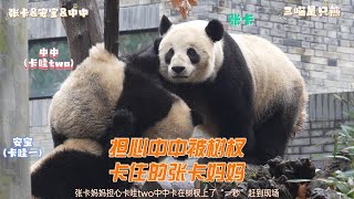 张卡担心中中卡在树杈上“一秒”赶到现场，熊猫妈妈知道怎么做 动作轻柔地尝试让中中下来，但也不忘放手让中中自己锻炼💗