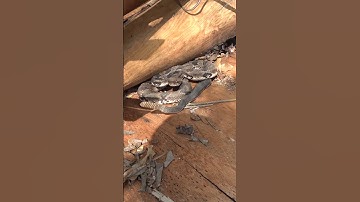 Thumbnail of Huge Rattle on BIG Rattlesnake!
