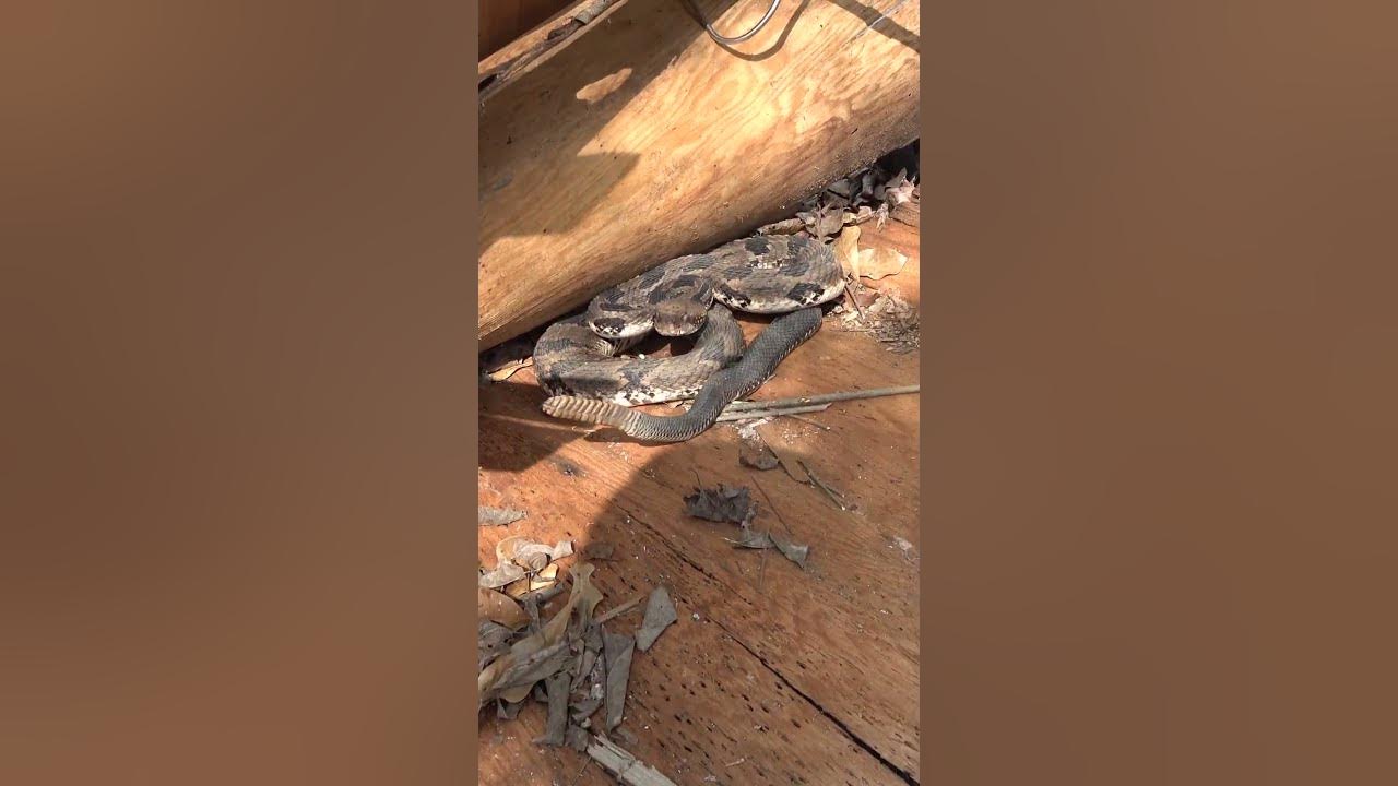 Huge Rattle on BIG Rattlesnake!