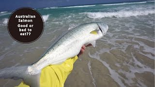 Australian Salmon [3] BEST WAYS OF COOKING
