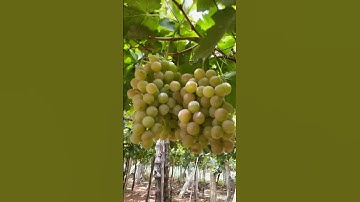 harvesting grapes garden #harvesting #grapes #shorts #vivasayam