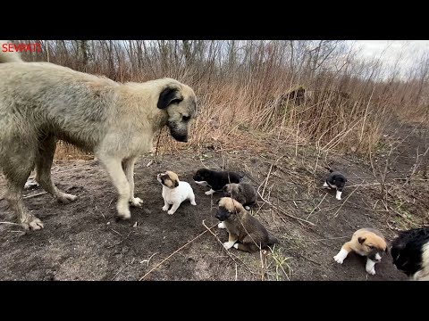 Video: Köpek Lover Her Yerde Barınak Yavruları İçin Evler Bulmak İçin Sosyal Medyayı Kullanıyor