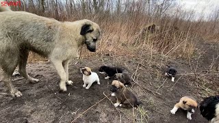 Мы нашли щенков испуганной собаки в ее убежище у реки.