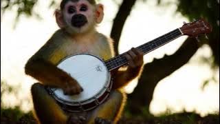 Squirrel monkey jamming the Banjo!