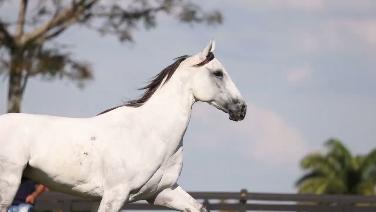 13   FLYING TO FAME NHP