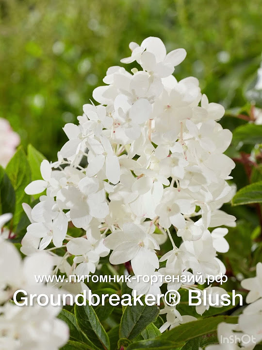 Самая карликовая метельчатая гортензия в Мире Groundbreaker®️ Blush # ...
