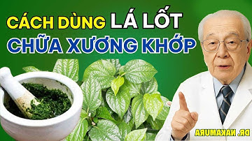 Thực Hư Chuyện Lá Lốt Chữa Được Đau Nhức Xương Khớp - Sự Thật ít Ai Biết