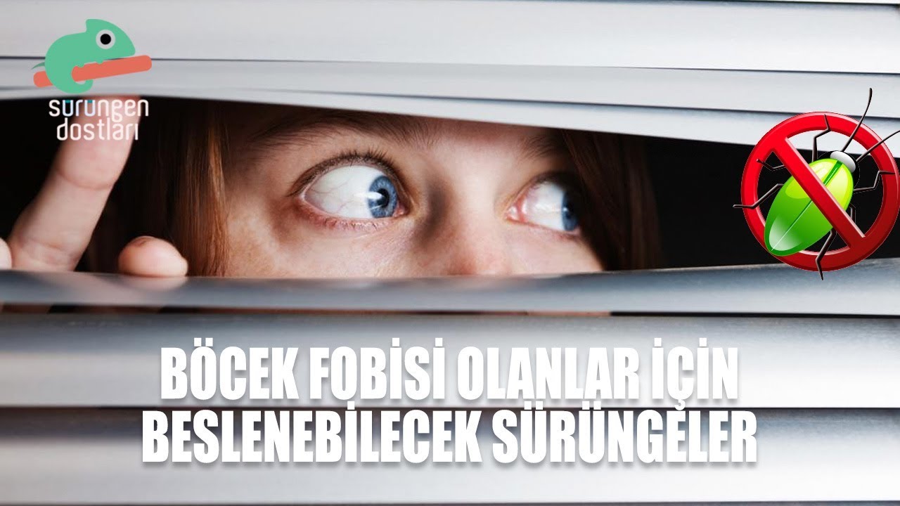 http://bukalemun.biz Evde Böcek Bulundurmadan Besleyebileceğiniz Sürüngenler
