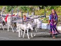 Gujarat India: Itinerant Shepherds near the border with  Rajasthan.