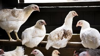chicken roosting roost perches build coops building farm allen smith rod coop spacing chickens ehow tree