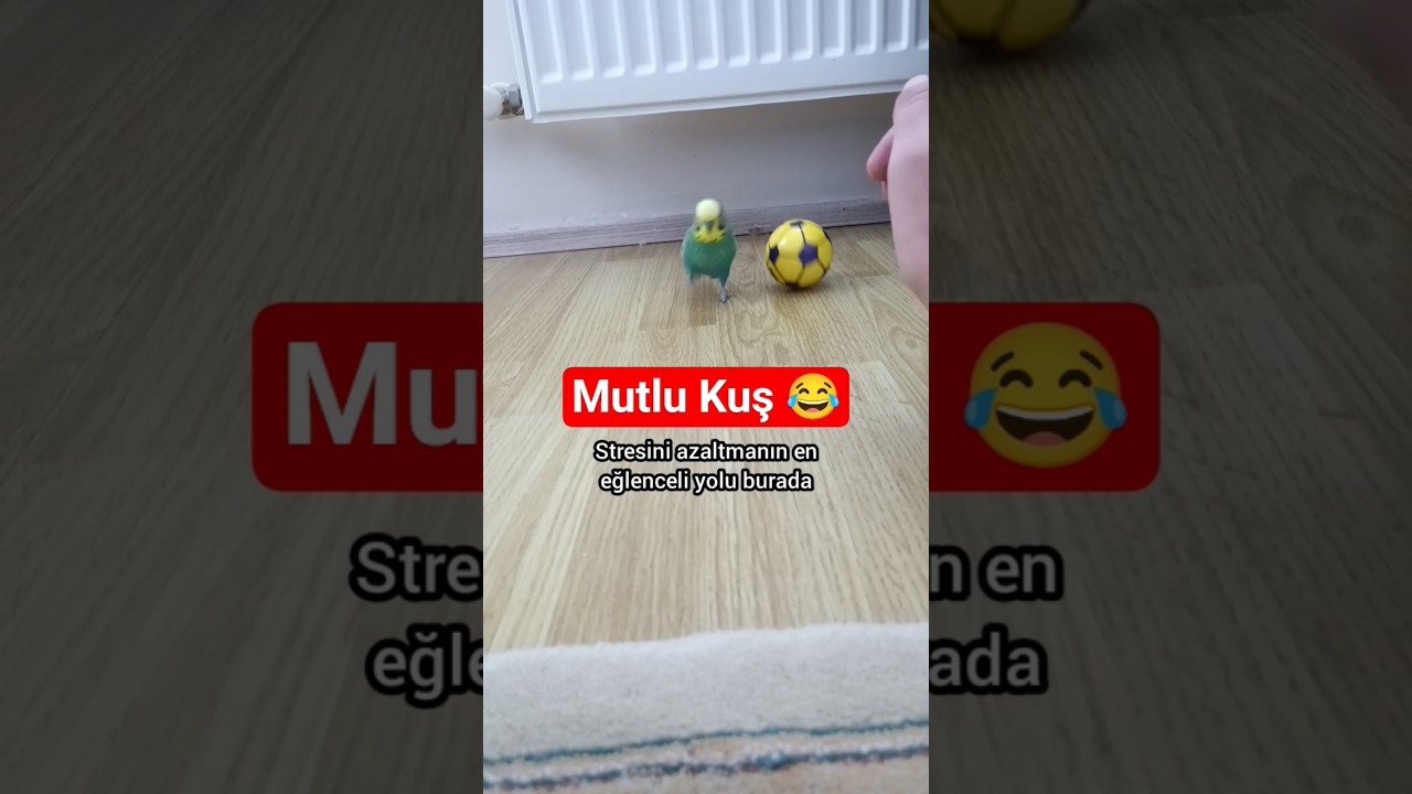 Evde Kuş Egzersizi: Top Oynayarak Stresi Azaltın! 🐦 #budgies #birdsong #birds #parrot #muhabbetkuşu