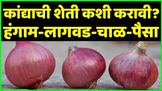 थांबा..!! हा व्हिडिओ बघितल्याशिवाय कांदा करू नका | Step by Step Commercial Onion Farming