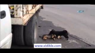 Download lagu Köpeğin vefası yürek burktu Köpeğin vefası yürek burktu