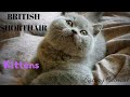 British Shorthair. We know where is the best place. Cattery Calmcat