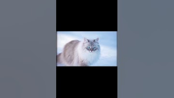 If Bristlefrost were real