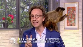 [ANIMAUX] Le capucin, intelligent et sauvage