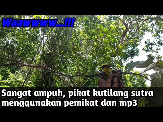 Pikat burung kutilang sutra di hutan alam liar class=