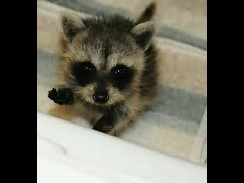 BABY RACCOON VLOG!!!