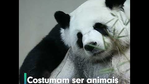 BEBÊ PANDA DANDO SEUS PRIMEIROS PASSOS será o vídeo mais fofo que você verá hoje I Animais I VIX