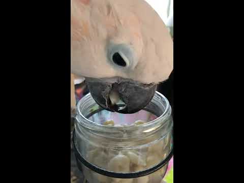 sweetwater Cockatoo LoveS to EaT