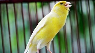 Birds Chirping Kenari Gacor Champion 1 National Level