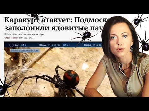 "Караул, каракурт!" Как отличить настоящего и помочь при укусе