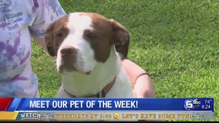 Meet Amber! The Young Williams' Pet of the Week