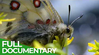 Butterflies - Children of the Sun | Free Documentary Nature